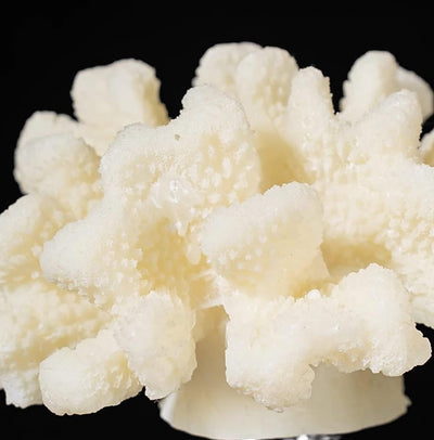 Elegant Resin Coral Decorative Sculptures